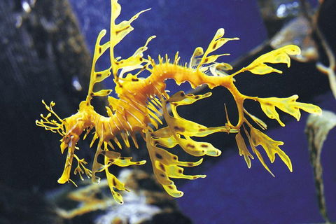 SEA LIFE Melbourne Aquarium Admission Ticket - Accommodation NT 0