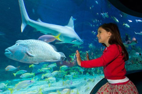 SEA LIFE Melbourne Aquarium Admission Ticket - Accommodation NT 1