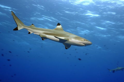 SEA LIFE Melbourne Aquarium Admission Ticket - Accommodation NT 3