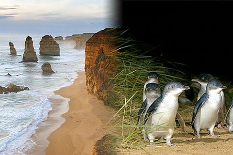 Melbourne Super Saver: Great Ocean Road + Phillip Island + Attraction Pass - Accommodation NT 0