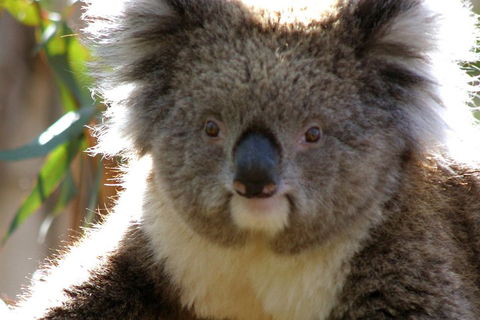 Melbourne Super Saver: Great Ocean Road + Phillip Island + Attraction Pass - Accommodation NT 3