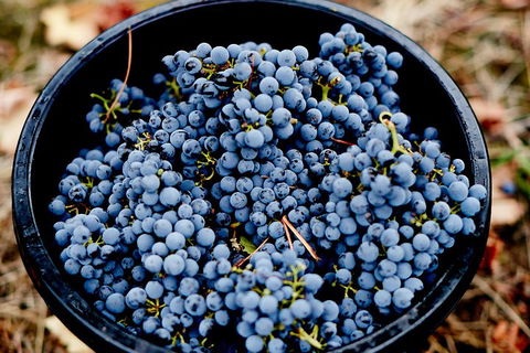 Melbourne City Tour And Half Day Yarra Valley In One Day - Accommodation NT 4