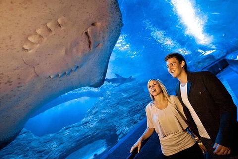 Dive With Sharks At AQWA - Accommodation NT 0