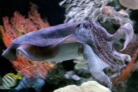 Dive With Sharks At AQWA - Accommodation NT 1