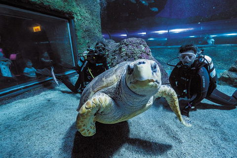 Dive With Sharks At AQWA - Accommodation NT 2