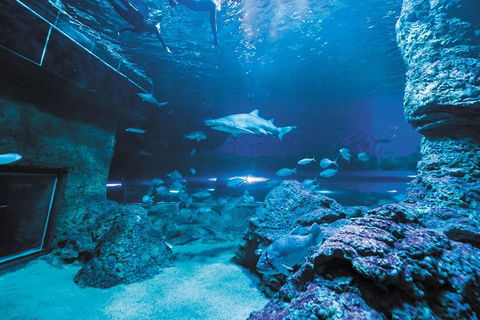 Dive With Sharks At AQWA - Accommodation NT 3