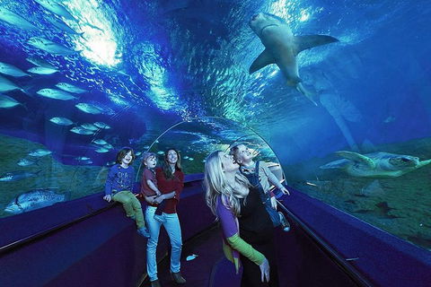 Dive With Sharks At AQWA - Accommodation NT 5