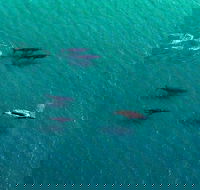 40-45 Minute Port Stephens and Stockton Beach Helicopter Flight - For 2 - Accommodation NT