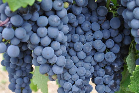 Adelaide Hills Day Tour. Winery Cellar Doors - NT Tourism 3