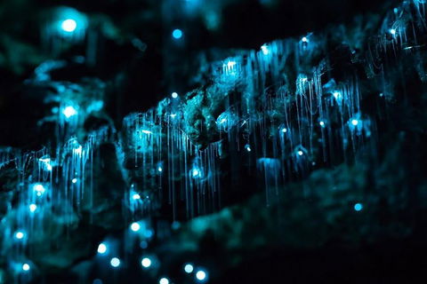 Hinterland Magic & Glow-worm Experience - Accommodation NT 1