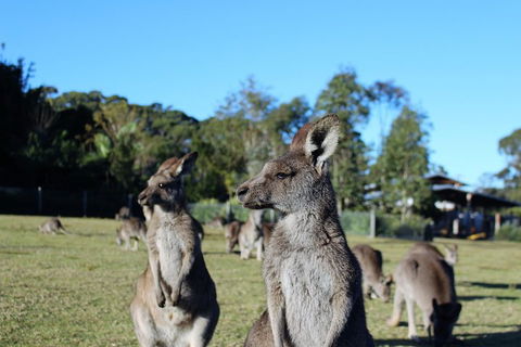 Royal National Park Tour - Accommodation NT 2