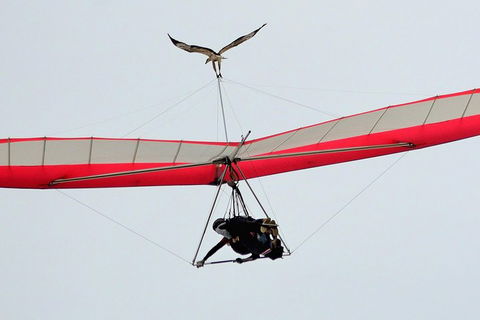 Hang Gliding With HangglideOz - Accommodation NT 0