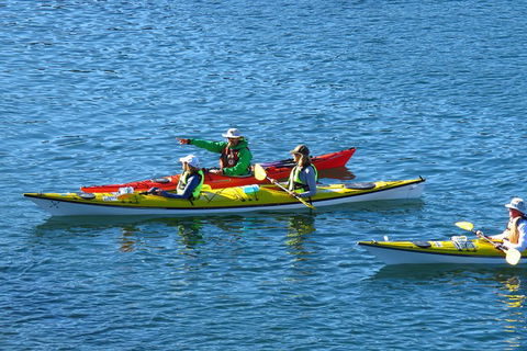 Half-Day Sydney Middle Harbour Guided Kayaking Eco Tour - Accommodation NT 0