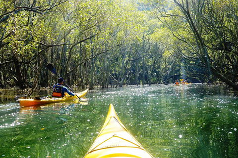 Middle Harbour Mangrove Explorer - Accommodation NT 0