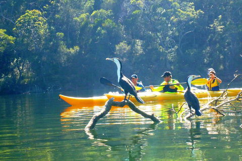 Middle Harbour Mangrove Explorer - Accommodation NT 2