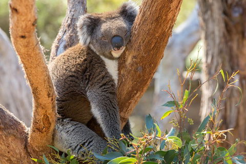 Mount Lofty Hike And Cleland Wildlife Park Day Trip From Adelaide - Accommodation NT 2