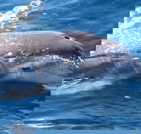 Jervis Bay Dolphin Watch Cruise - Accommodation NT