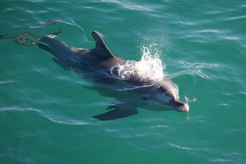 Jervis Bay Dolphin Watch Cruise - Accommodation NT 1