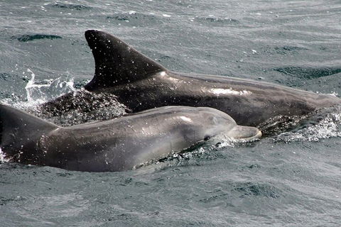 Jervis Bay Dolphin Watch Cruise - Accommodation NT 2