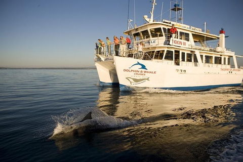Jervis Bay Dolphin Watch Cruise - Accommodation NT 3