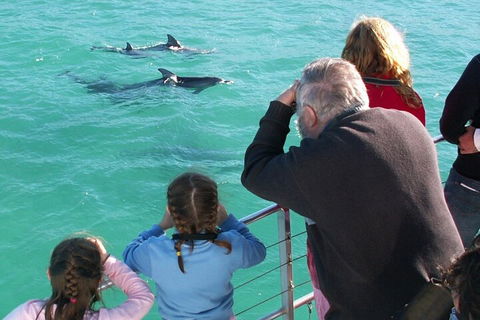 Jervis Bay Dolphin Watch Cruise - Accommodation NT 4