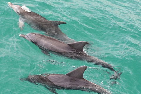 Jervis Bay Dolphin Watch Cruise - Accommodation NT 5