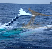 Whale Watching Jervis Bay - Accommodation NT