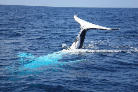 Whale Watching Jervis Bay - Accommodation NT 0
