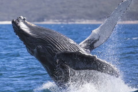 Whale Watching Jervis Bay - Accommodation NT 2