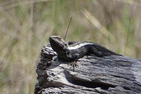 Inside The Greater Blue Mountains World Heritage - A Private Wildlife Safari Overnight - Accommodation NT 2