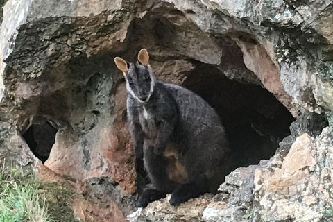 Inside The Greater Blue Mountains World Heritage - A Wildlife Safari Overnight - Accommodation NT 1
