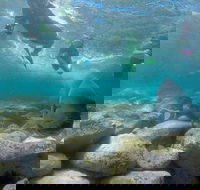 Manly and Shelly Beach Snorkeling Tour - Accommodation NT