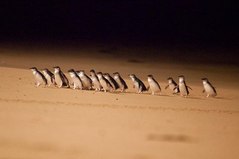 The Ultimate Melbourne Attractions Pass - Accommodation NT 5