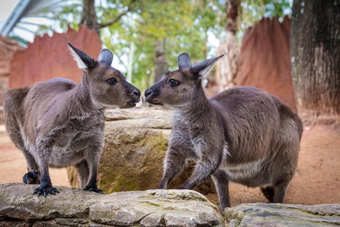 The Ultimate Sydney Attractions Pass - Accommodation NT 2