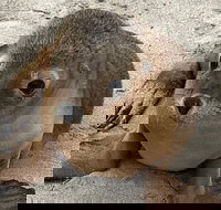 Kangaroo Island Scenic Trail Tour - Accommodation NT