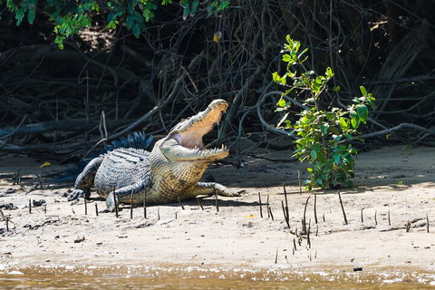 Full Day Cooktown Private Tour - Accommodation NT 4
