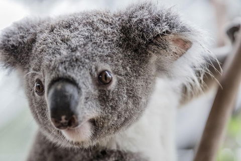 Ultimate Sydney Pass - NT Tourism 2