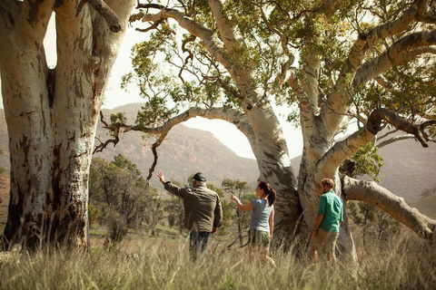 Yura Udnyu - Our Culture, Your Culture (Aboriginal Cultural Walk) - Accommodation NT 5