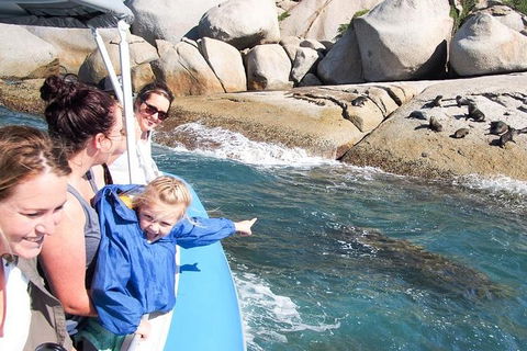 Seal Island Boat Tour From Victor Harbor - Accommodation NT 4