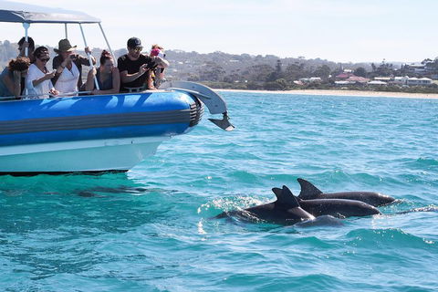 Seal Island Boat Tour From Victor Harbor - Accommodation NT 5