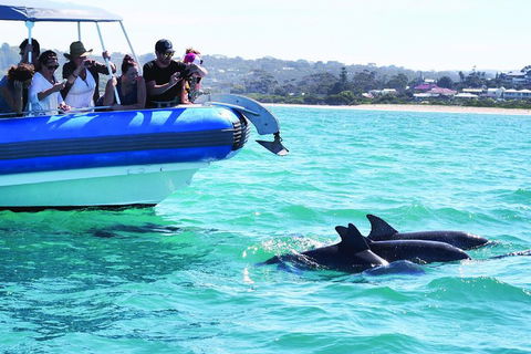 Southern Ocean Adventure From Victor Harbor - Accommodation NT 2