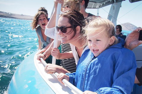 Southern Ocean Adventure From Victor Harbor - Accommodation NT 4