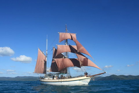 Sydney Harbour Tall Ship Whale & Sail - Whale Watching Cruise - Accommodation NT 1