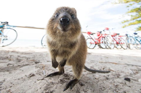 Rottnest Island Round-Trip Ferry From Perth Or Fremantle - Accommodation NT 3