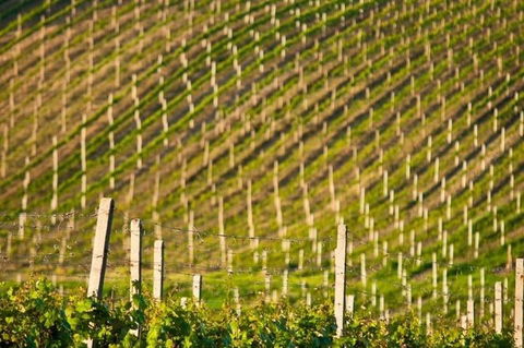 Melbourne Super Saver: Great Ocean Road + Mornington Peninsula + Attraction Pass - Accommodation NT 1