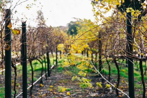 Australian Wine Discovery Tour Ticket - Accommodation NT 4