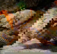 General Admission Entry at AQWA - Accommodation NT