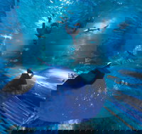 Snorkel with Sharks at AQWA - Accommodation NT