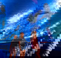 Lunch and General Admission Entry at AQWA - Accommodation NT