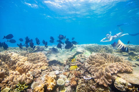 Outer Reef Pontoon Experience From Cairns - Accommodation NT 4